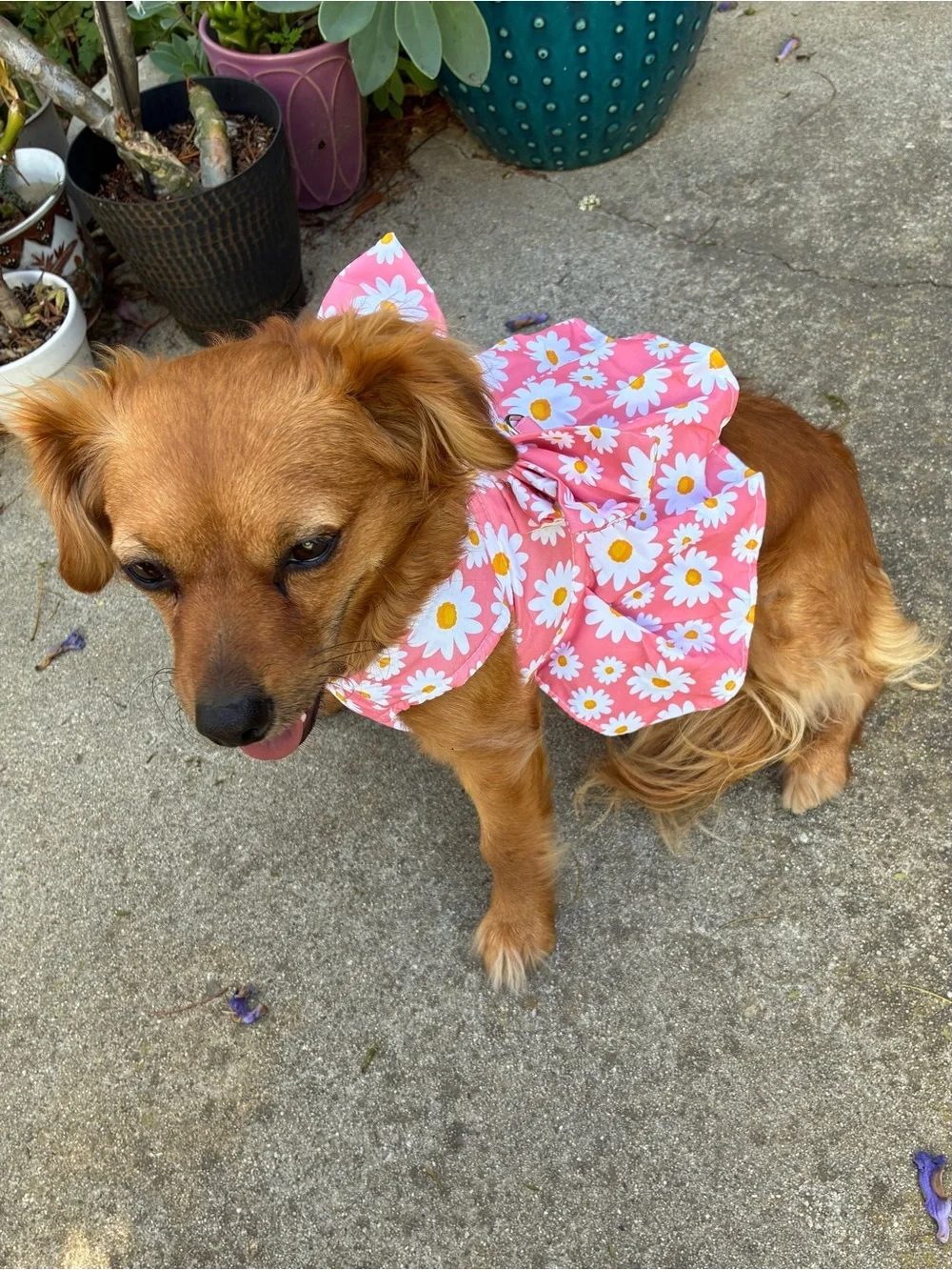 Dog Dress and Matching Leash